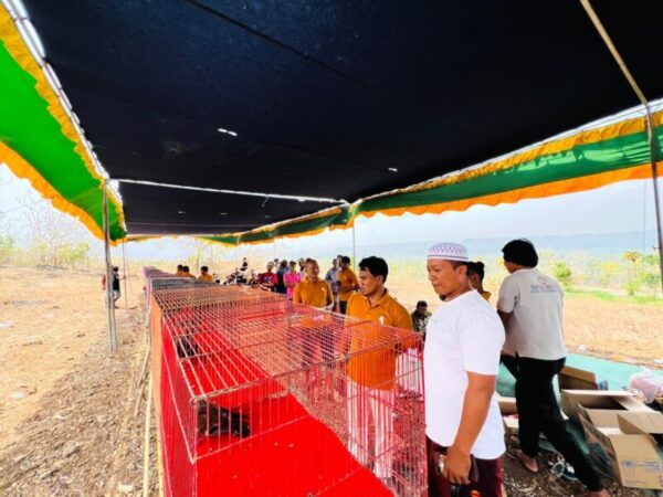 Merpati Gingging Punya Nama hingga Nasional, Pemkab Sumenep Didorong Gelar Kontes Resmi