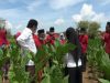 Anggaran DBHCHT Juga Dimanfaatkan untuk Sekolah Lapang Bagi Petani di Sumenep