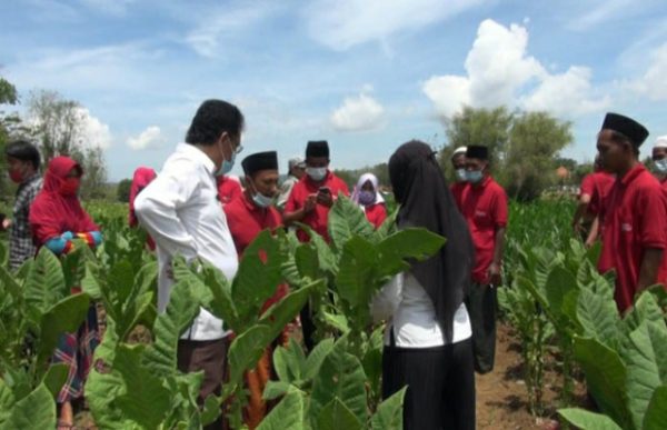 Anggaran DBHCHT Juga Dimanfaatkan untuk Sekolah Lapang Bagi Petani di Sumenep