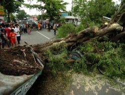 Di Sukabumi Rumah dan Ruko Rusak Tertimpa Pohon Tumbang