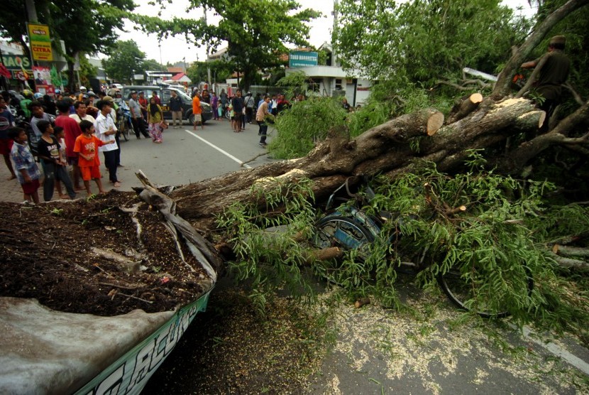 warga mengamati pohon tumbang yang menutupi jalan kapten ismail 190122190644 764