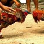 sabung ayam ilustrasi 110701165704 498