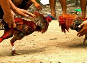 Judi Sabung Ayam Berhasil Digerebek Polisi Sumenep