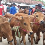 ingat dilarang sembelih sapi betina produktif m 77582