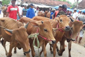 Lebaran Idul Fitri, Warga Sumenep Diimbau Tidak Nyembelih Sapi Betina