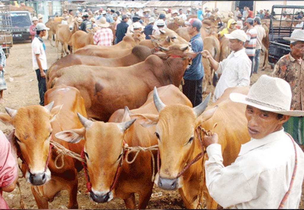 Awas! Sapi Luar “Haram” Masuk Madura