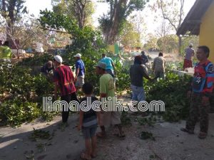 Warga Tebang Pohon Berusia Ratusan Tahun