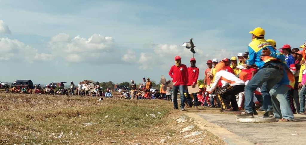 750 Pasang Merpati Ikuti Lomba Balap di Sumenep