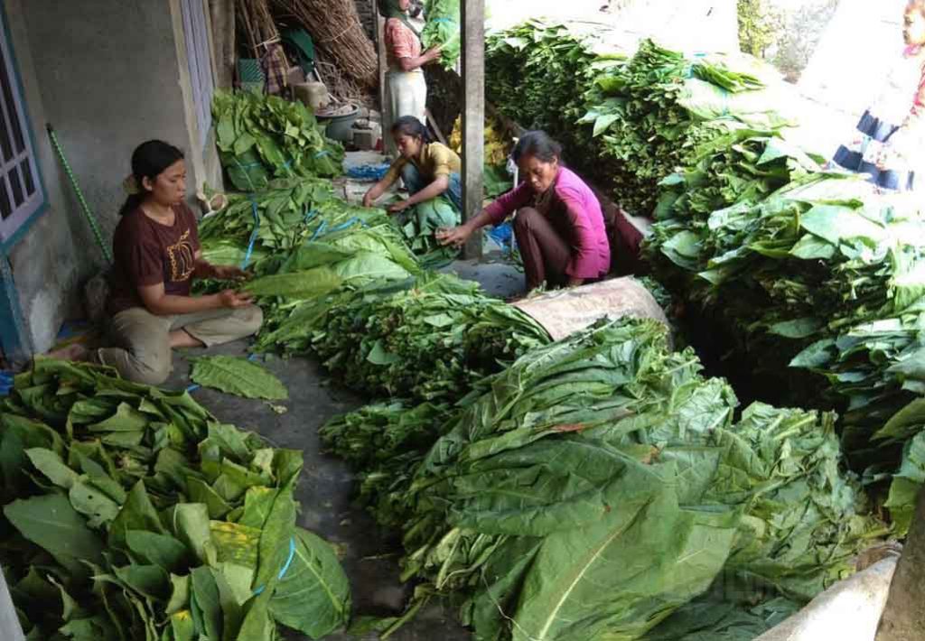 Harga Tembakau Tidak Memihak Petani, Ketua DPRD Sumenp Bilang Begini