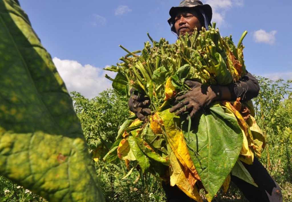 Pemerintah Mulai Bebaskan Tembakau Luar Daerah Masuk ke Sumenep