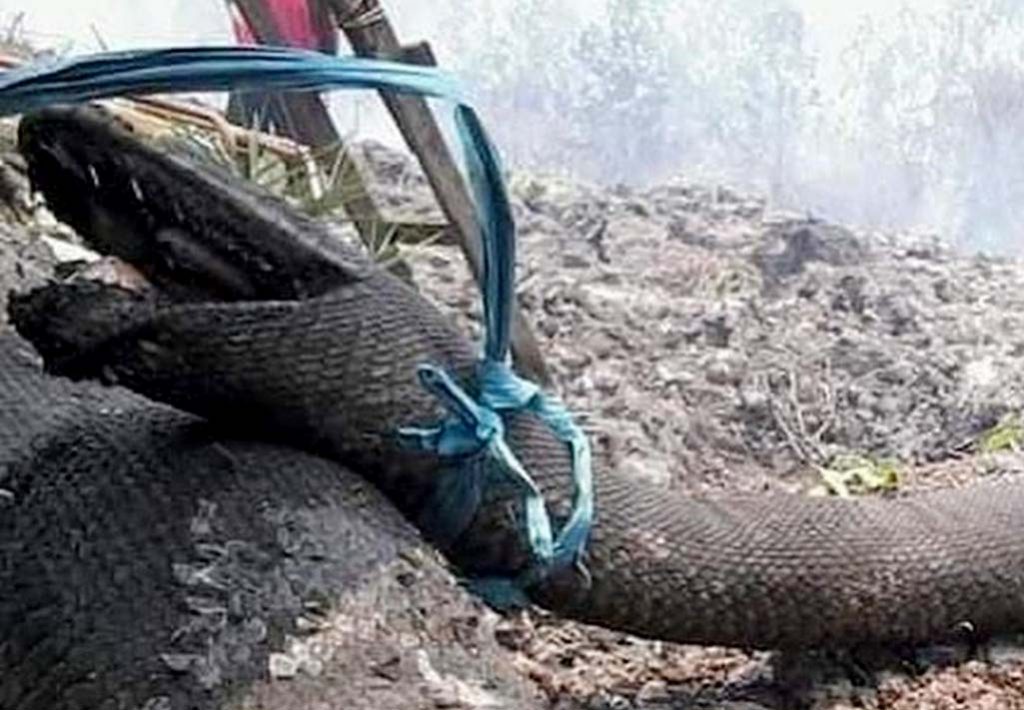 Foto Ular yang Viral Terpanggang Dampak Karhutla Bukan Anaconda