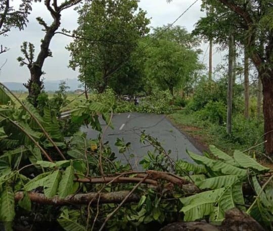 Angin Kencang Landa Beberapa Wilayah Bondowoso Sebabkan Tiang Listrik dan Pohon Tumbang