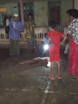 Warga Trasak Tangkap dan Membunuh Anjing yang Sering Bantai Kambing