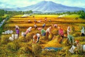 Sukseskan Swasembada, Petani di Kepulauan Sumenep Mulai Panen Raya