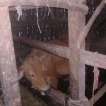 Marak Maling Sapi, Kades Kendaban Himbau Masyarakat Tingkatkan Kewaspadaan