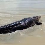 HOAKS, Buaya Muncul di Pegaraman Sumenep