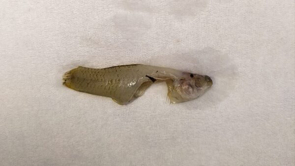 IMG 20210116 WA0049 e1610769680484