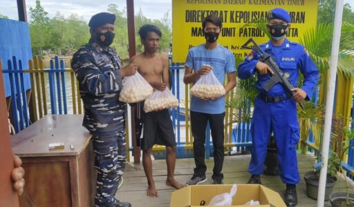Penyelundupan 903 Butir Telur Penyu Berhasil Digagalkan Petugas Gabungan TNI – Polri