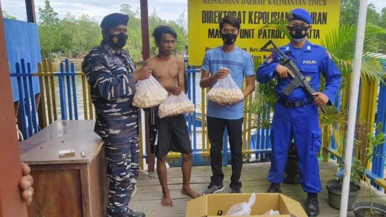 Penyelundupan 903 Butir Telur Penyu Berhasil Digagalkan Petugas Gabungan TNI - Polri