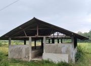 Kandang Budidaya Sapi di Rajun Tak Berfungsi, Warga Soroti Pengelolaan Dana Desa