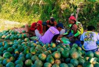 Pedagang buah semangka Bondowoso saat panen