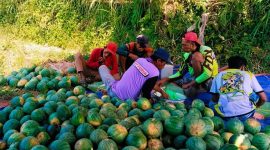 Pedagang buah semangka Bondowoso saat panen