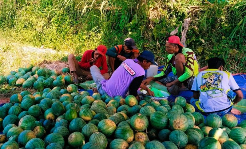 Pedagang buah semangka Bondowoso saat panen