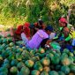 Pedagang buah semangka Bondowoso saat panen