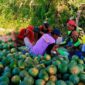 Pedagang buah semangka Bondowoso saat panen