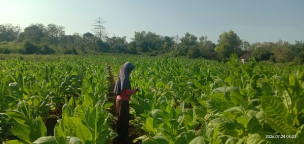 Belum Ada TIHT 2026, Petani Tembakau Sumenep Dibayangi Ancaman Harga Anjlok