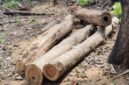Barang bukti Kayu jati yang diambil pelaku