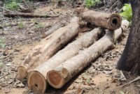 Barang bukti Kayu jati yang diambil pelaku