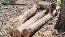 Barang bukti Kayu jati yang diambil pelaku