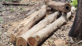 Barang bukti Kayu jati yang diambil pelaku