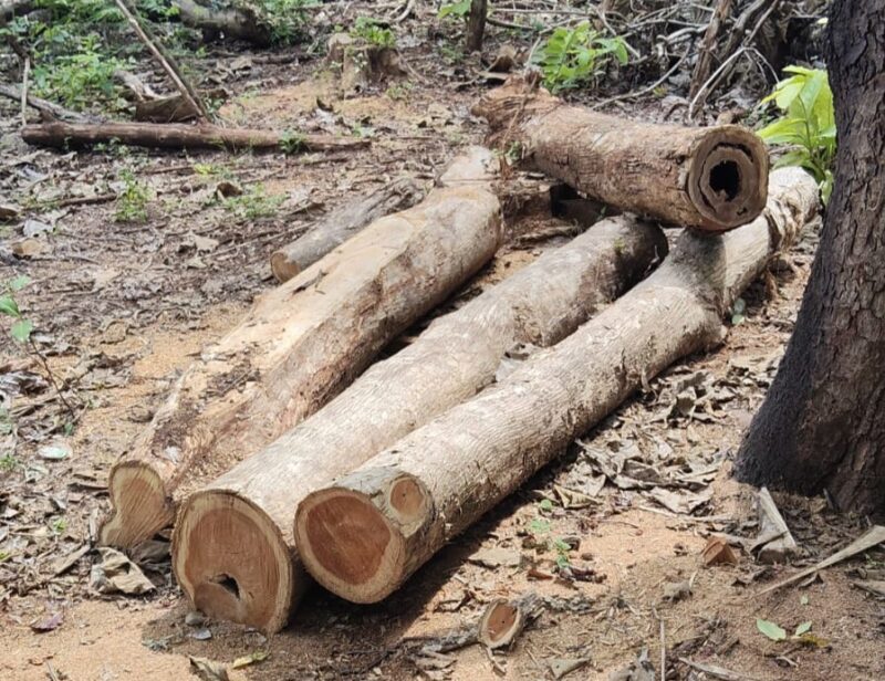 Barang bukti Kayu jati yang diambil pelaku