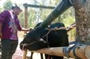 Indra Wijaya saat inseminasi sapi di Kecamatan Sumberwringin