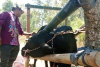 Indra Wijaya saat inseminasi sapi di Kecamatan Sumberwringin