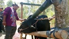 Indra Wijaya saat inseminasi sapi di Kecamatan Sumberwringin