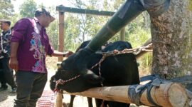 Indra Wijaya saat inseminasi sapi di Kecamatan Sumberwringin