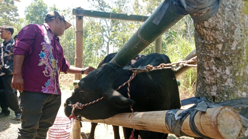 Indra Wijaya saat inseminasi sapi di Kecamatan Sumberwringin