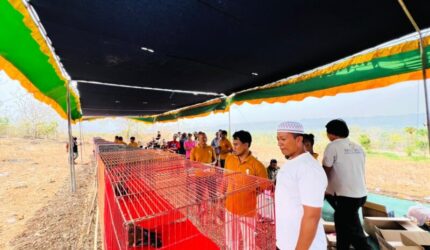 Merpati Gingging Punya Nama hingga Nasional, Pemkab Sumenep Didorong Gelar Kontes Resmi