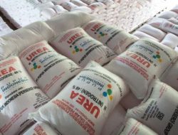 Pupuk Bersubsidi Langka; Siapakah Penyebabnya?