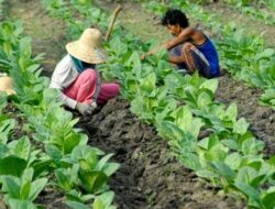 Gunakan DBHCHT, Buruh Tani Tembakau dan Buruh Pabrik Rokok di Pamekasan Bakal Terima BLT