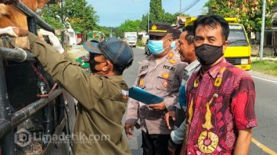 Didampingi Tim Satgas, Kapolsek Camplong Lakukan Penyekatan Terhadap Kendaraan Bermuatan Hewan Ternak