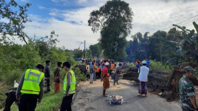 Angin Kencang, Robohkan Pohon Asam di Desa Gadu Barat