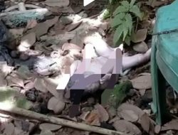 Ada Perempuan Terekam Cctv Dibalik Penemuan Bayi