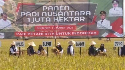 Bupati Fauzi Sebut, Panen Raya Padi Bentuk Kontribusi Sumenep Menjaga Ketahanan Pangan Nasional