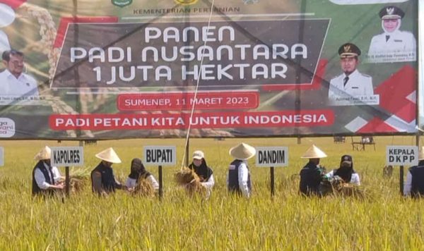 Bupati Fauzi Sebut, Panen Raya Padi Bentuk Kontribusi Sumenep Menjaga Ketahanan Pangan Nasional