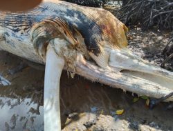 Bangkai Ikan Paus di Pulau Masakambing Sumenep