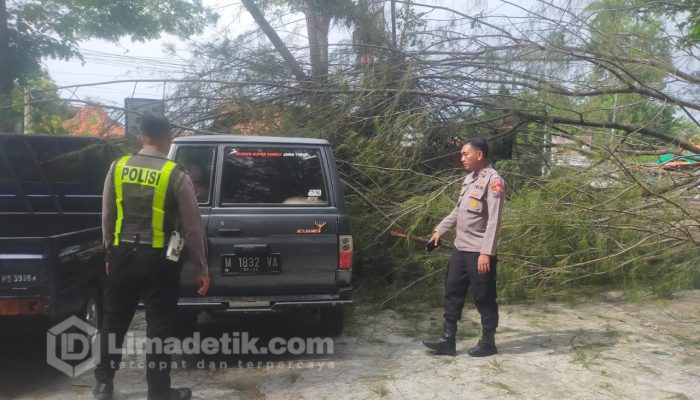 Pohon Tumbang Di Wisata Pantai Camplong, Dua Mobil Mengalami Kerusakan